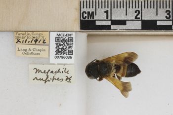Media type: image;   Entomology 786036 Aspect: Labels